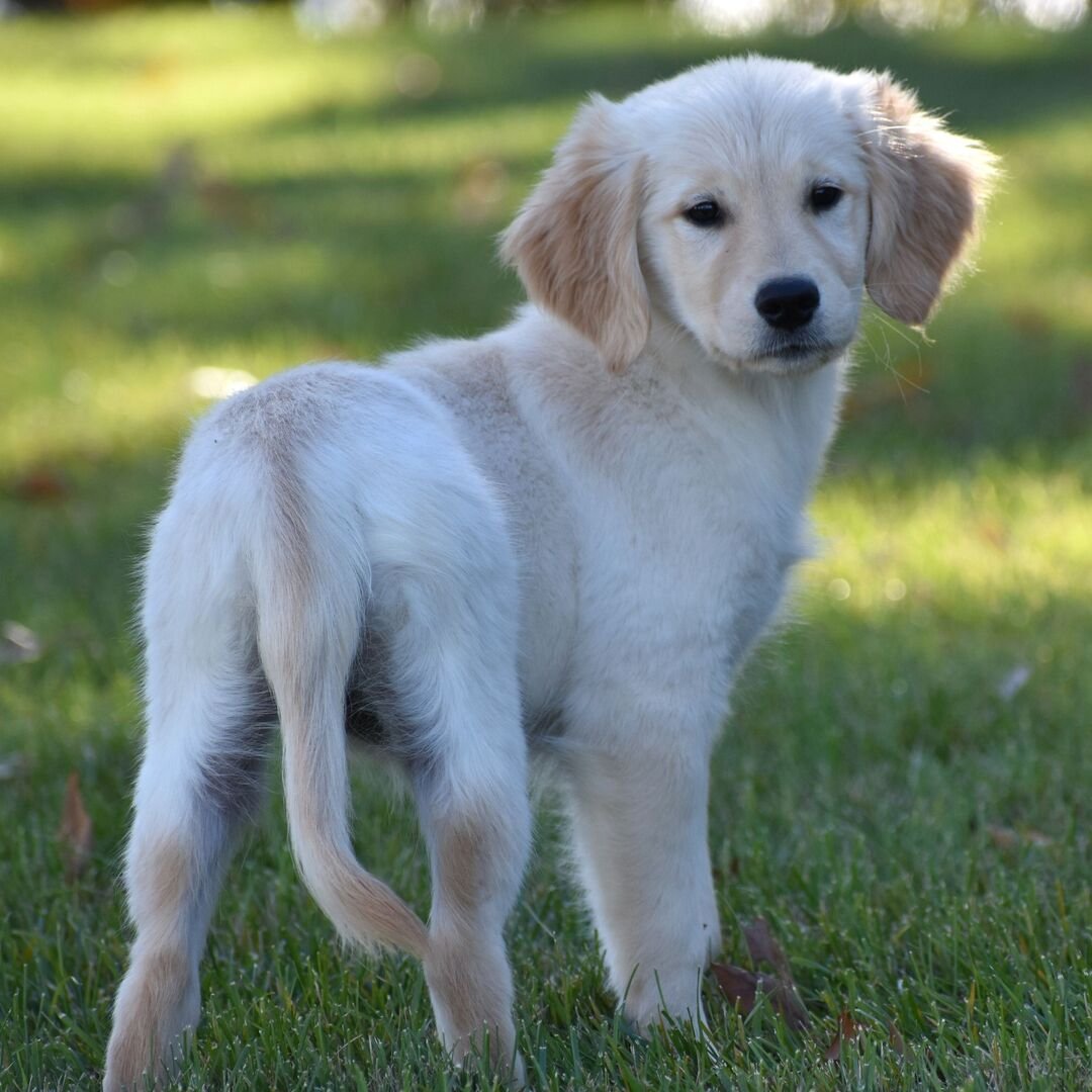 πΆ Female Golden Retriever Puppy for Adoption β Cinda (17 Weeks Old) - Image 4