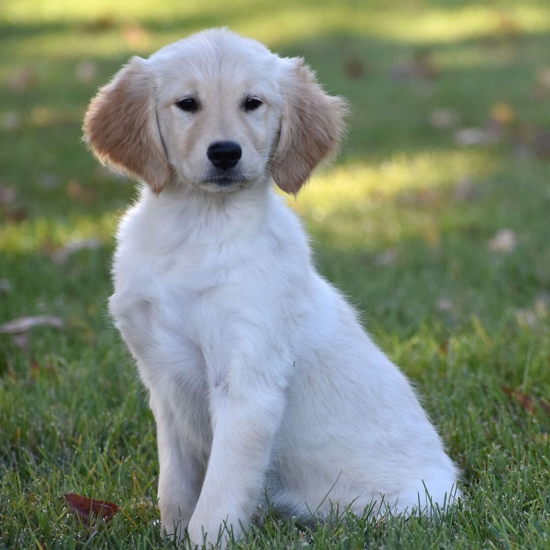 πΆ Female Golden Retriever Puppy for Adoption β Cinda (17 Weeks Old) - Image 2