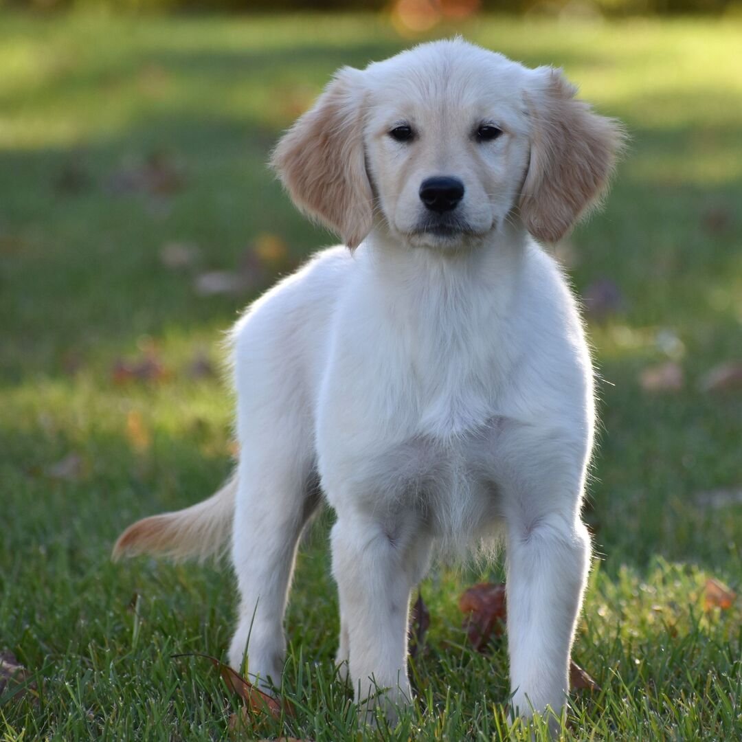 πΆ Female Golden Retriever Puppy for Adoption β Cinda (17 Weeks Old)