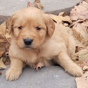 🐾 Female Golden Retriever Puppy for Adoption – Honey (5 Weeks Old)