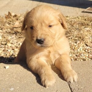 🐾 Female Golden Retriever Puppy for Adoption – Mocha (5 Weeks Old)