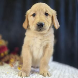 🐾 Male Golden Retriever Puppy for Adoption — Josef (8 Weeks Old)