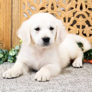🐾 Male Golden Retriever Puppy for Adoption – Jared (8 Weeks Old)