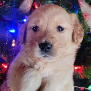 🐾 Female Golden Retriever Puppy for Adoption – Willa (5 Weeks Old)