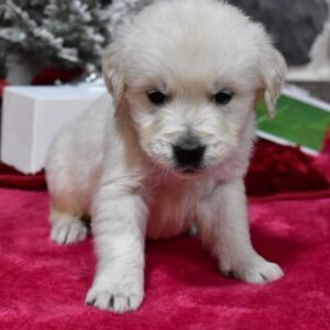 ⭐ Male Golden Retriever Puppy for Adoption — Conner (5 Weeks Old)
