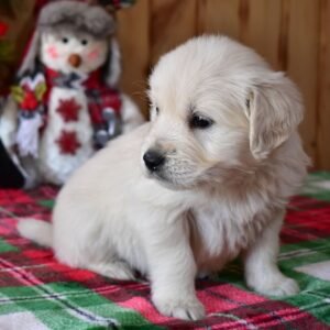 🐶 Female Golden Retriever Puppy for Adoption — Holly (5 Weeks Old)