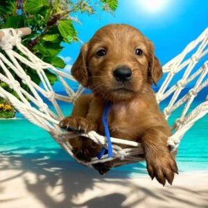 🐾 Male Golden Retriever Puppy for Adoption – Aspen (7 Weeks Old)