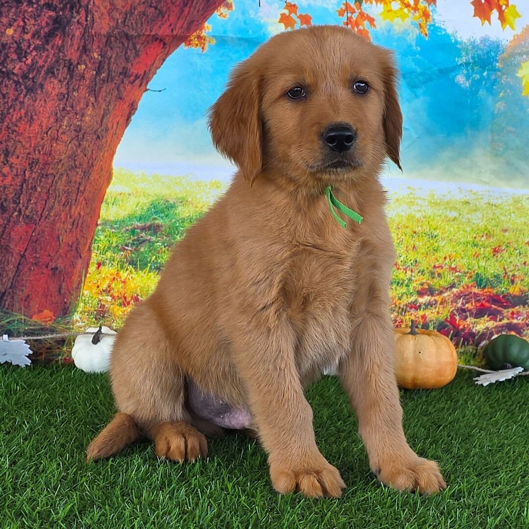 ๐ถ Male Golden Retriever Puppy for Adoption โ Brian (9 Weeks Old)