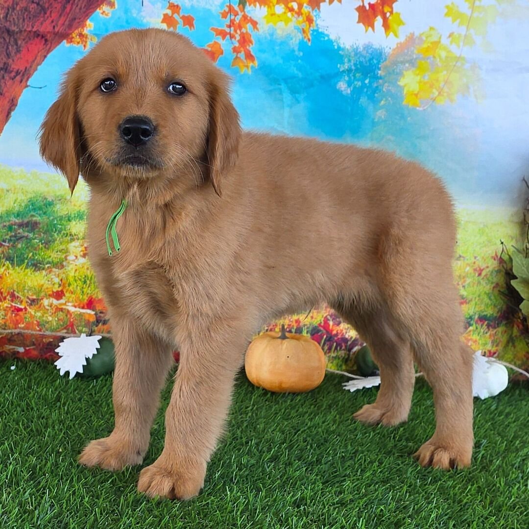 ๐ถ Male Golden Retriever Puppy for Adoption โ Brian (9 Weeks Old) - Image 4