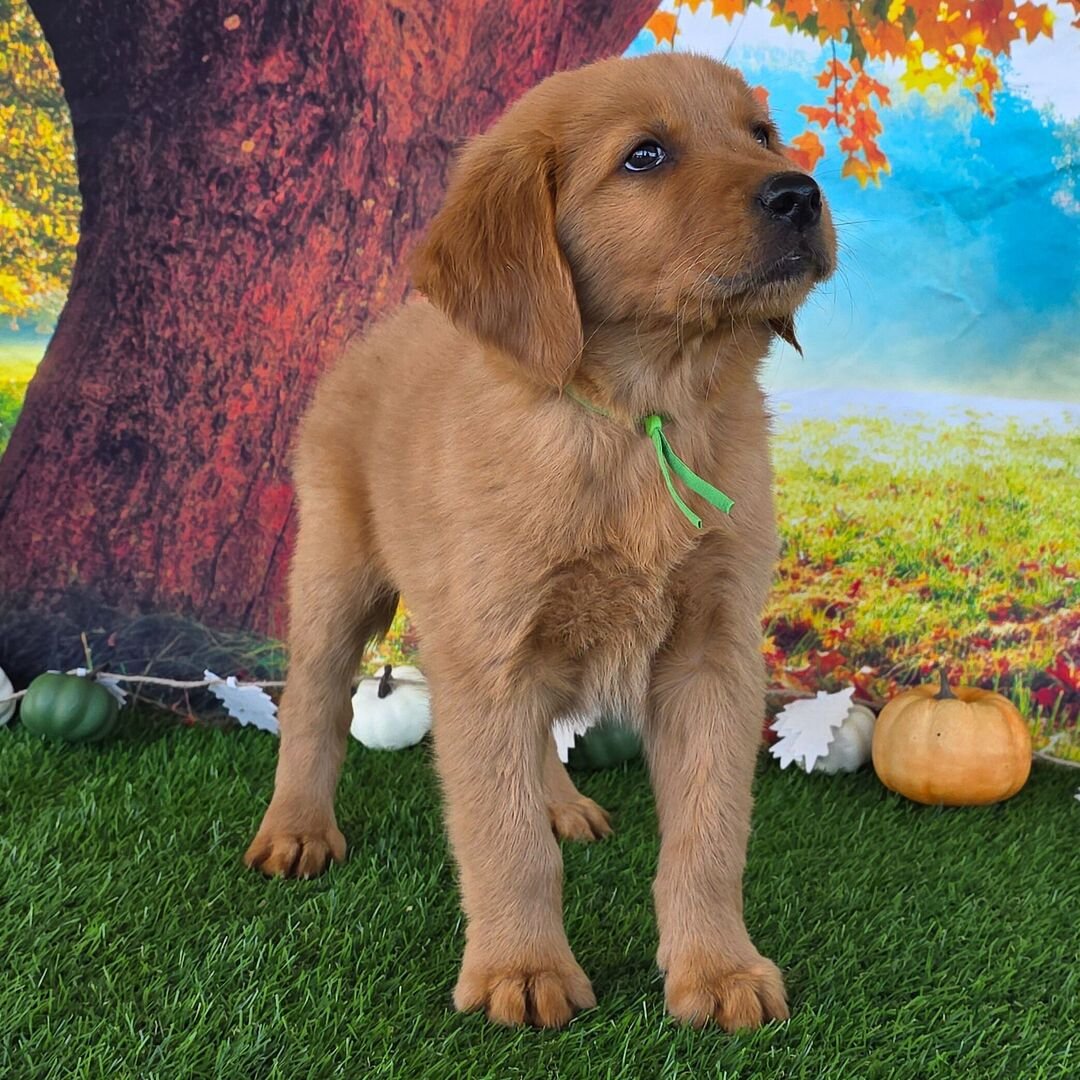 ๐ถ Male Golden Retriever Puppy for Adoption โ Brian (9 Weeks Old) - Image 3
