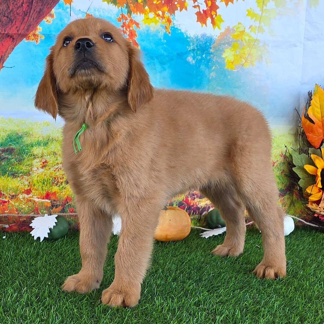 ๐ถ Male Golden Retriever Puppy for Adoption โ Brian (9 Weeks Old) - Image 2