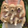 📝  The Ultimate Guide to Adopting a Golden Retriever Puppy: What Every New Owner Should Know