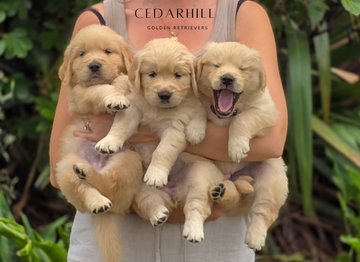 π The Ultimate Guide to Adopting a Golden Retriever Puppy: What Every New Owner Should Know