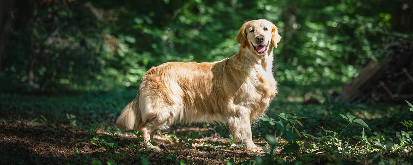 We specialize in providing you with high Quality Golden Retriever Puppies
