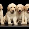 📝 Golden Retriever Puppy Health Checklist: What to Ask Before Adopting