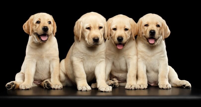 π Golden Retriever Puppy Health Checklist: What to Ask Before Adopting