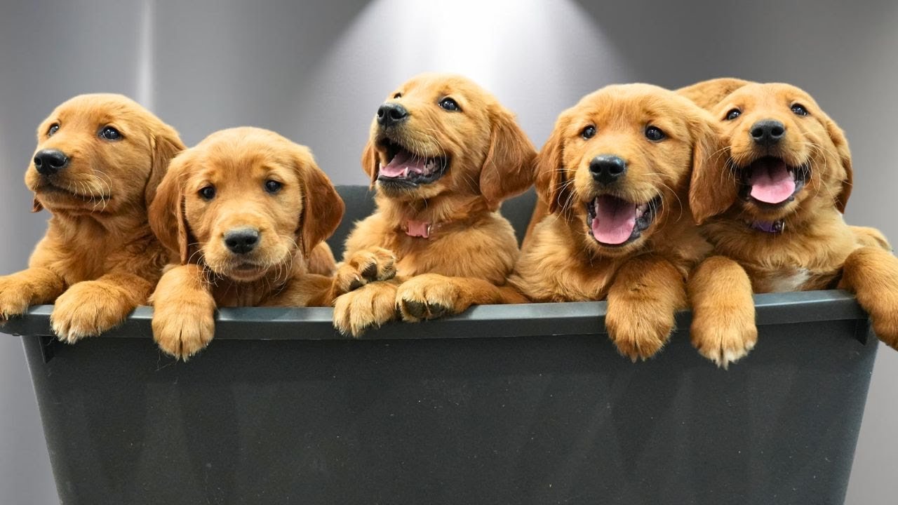 📝 American vs. English Golden Retrievers: Differences, Traits & Which One Is Right for You?